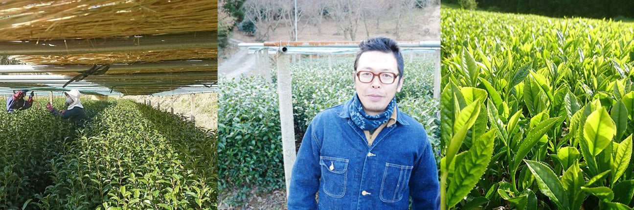 Kuma Tea Gardens - natsumiya.live