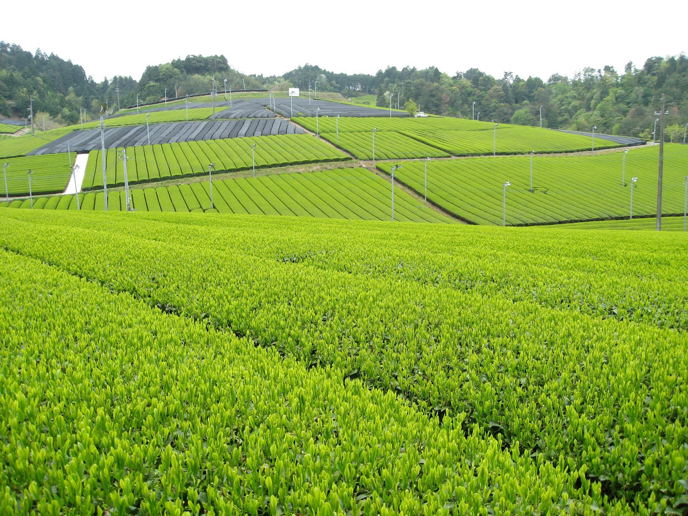 Kyoto Tea Agricultural Cooperative - natsumiya.live