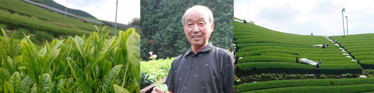 Nakai Tea Farm - natsumiya.live
