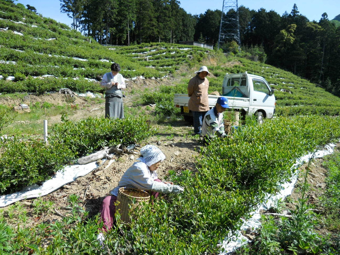 Oishi Tea Farm - natsumiya.live
