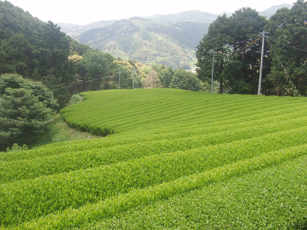 Okada Tea Farm - natsumiya.live