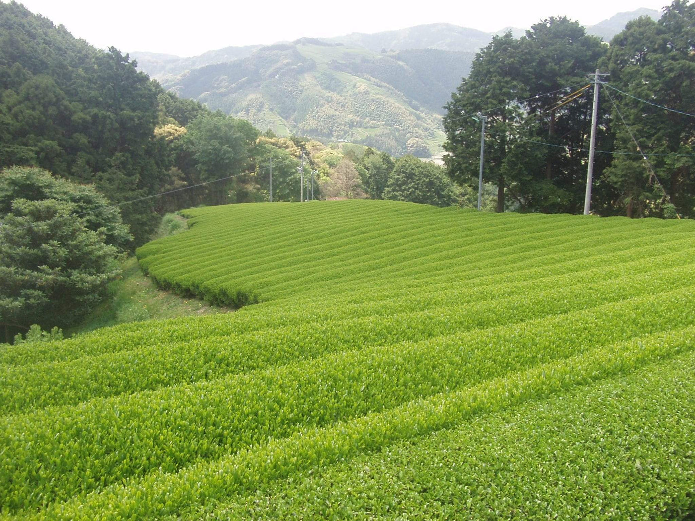 Okada Tea Farm - natsumiya.live