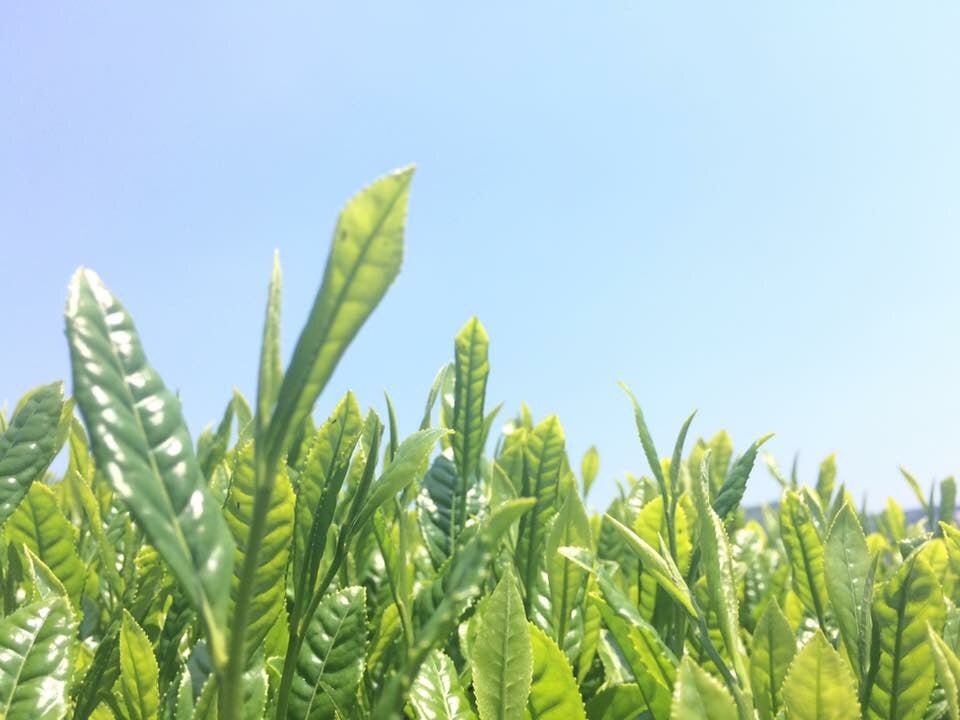 Tea Connoisseur Collection - Single Cultivar, Single Garden - natsumiya.live