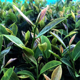 #0845.S5 Murakami Tea Garden: Mountain-Grown Second Flush Wakocha Zairai Black Tea 和紅茶在来