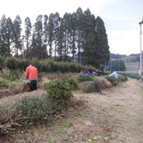 川上さんの真備寒茶 冬摘み薪焙煎茶
