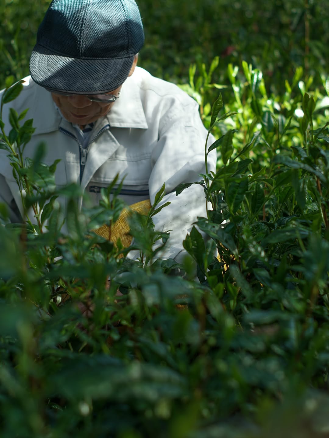 #0958.S5 芝切茶園: 2025 清美 - 厳選遮光単一品種やぶきた浅虫茶