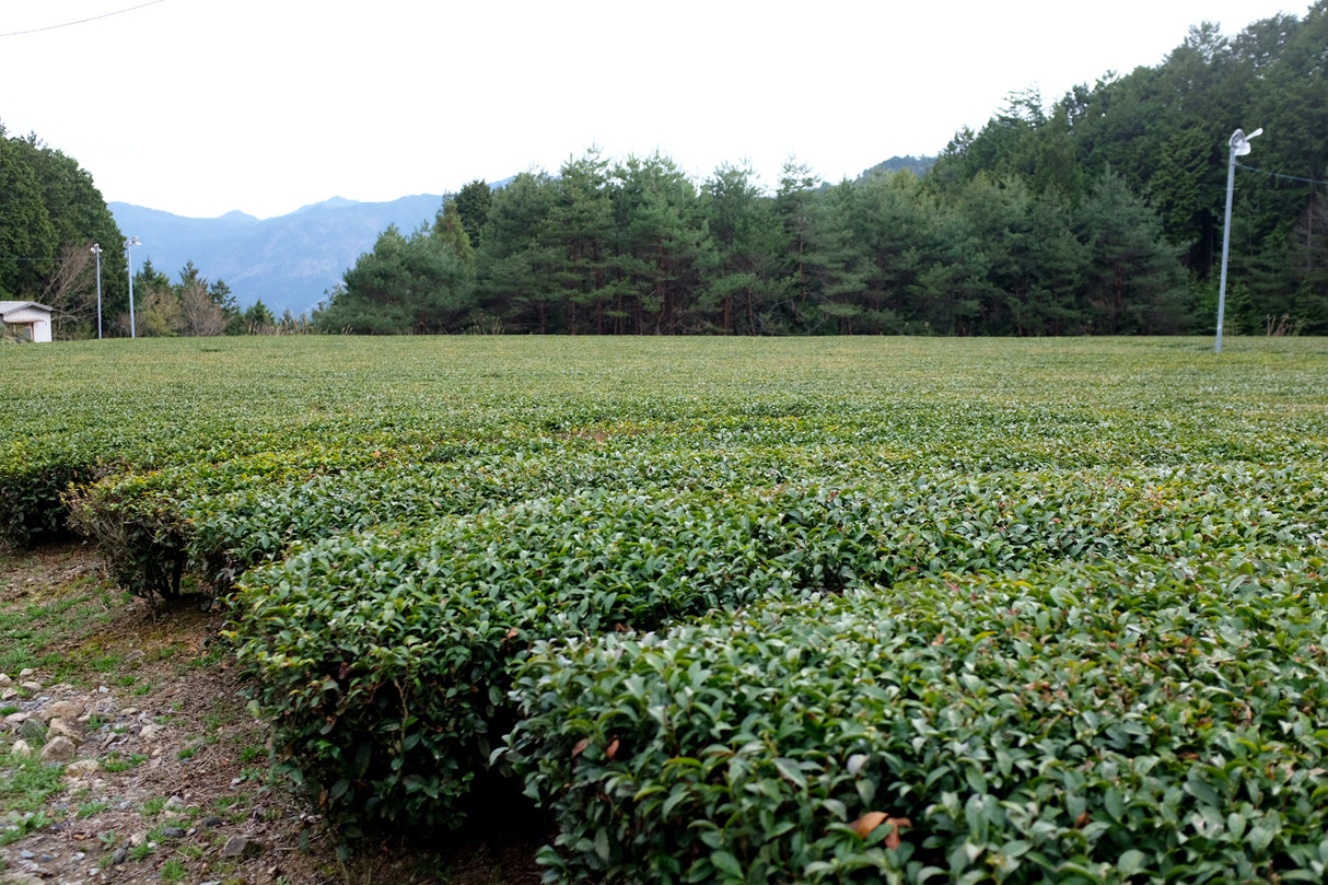 #1057.G1 Nitta Tea Farm: Premium Hojicha