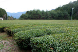#1057.G1 Nitta Tea Farm: Premium Hojicha