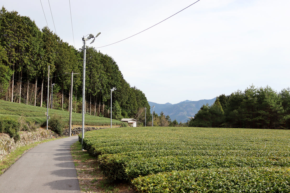 #1055.G1 新田製茶: インペリアル煎茶 （かぶせ茶）
