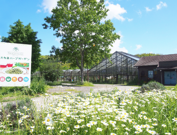 #0981.C1 Otaki Herb Garden: Peppermint (Grown in Chiba, Japan)