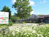 #0981.C1 Otaki Herb Garden: Peppermint (Grown in Chiba, Japan)