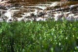 #0398.S5 Kanes Tea: 2026 Honzu No. 5 - Competition Grade Asamushi Sencha from Kawane, Shizuoka