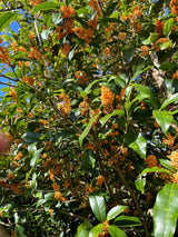 #0837.K5 かじはら茶園: シングルエステート 金木犀香る紅茶 (和紅茶) 金木犀和紅茶