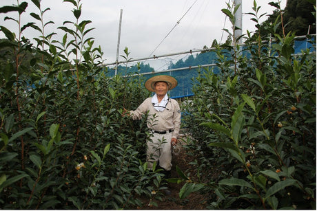 Kaneta Ota Tea Garden: Micro batch 2022 Sencha, Single Cultivar Yume Suruga - natsumiya.live