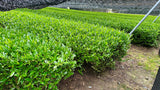 #0880.K6 Nishide Tea: Ujitawara Gyokuro Hoshun Naturally Grown by Farmer Katsutani Kenji  農家勝谷さんの伝統本玉露ほうしゅん