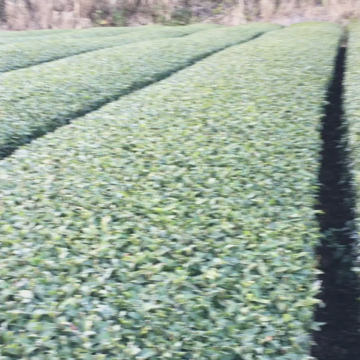#0434.F2 Kuma Tea Garden FK031: Saemidori Imperial Mountain-Grown Yame Sencha 奥八女上陽茶さえみどり