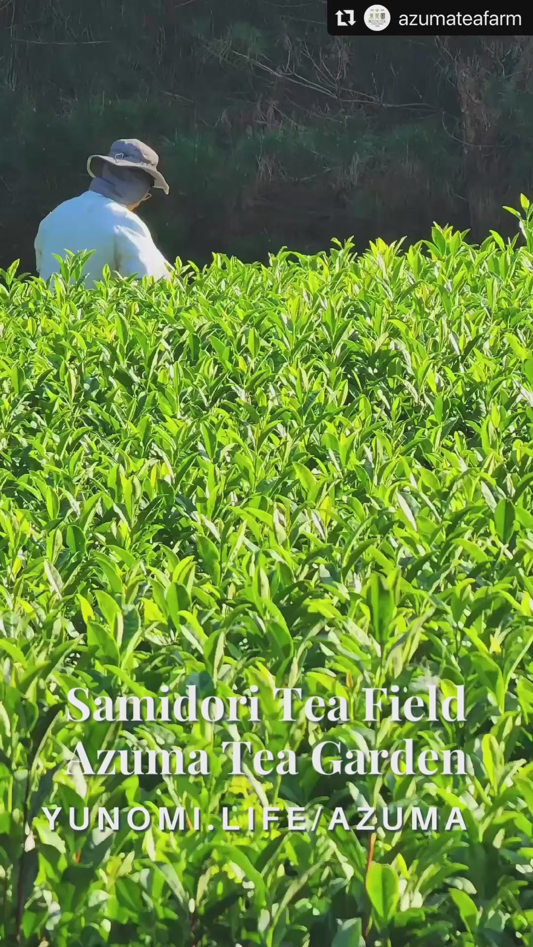 #0113.K6 Samidori no Ka - Samidori Cultivar Matcha, Naturally Grown by Azuma Tea Garden, Standard Ceremonial Grade Matcha 早緑の馨