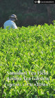 #0113.K6 Samidori no Ka - Samidori Cultivar Matcha, Naturally Grown by Azuma Tea Garden, Standard Ceremonial Grade Matcha 早緑の馨