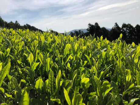 Ayumi Farms (Cyittorattu): 2022 Kukicha - Spring Leaf Stem Green Tea - natsumiya.live