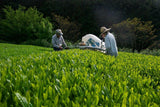 Ayumi Farms (Cyittorattu): 2022 Sencha that Laughs with the Mountains 山と笑う煎茶 - natsumiya.live