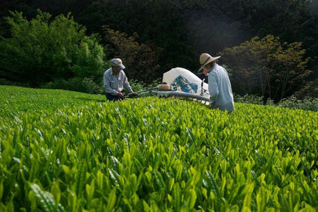 Ayumi Farms (Cyittorattu): 2022 Sencha that Laughs with the Mountains 山と笑う煎茶 - natsumiya.live