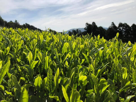 Ayumi Farms (Cyittorattu): 2022 Sencha that Laughs with the Mountains 山と笑う煎茶 - natsumiya.live
