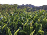 Ayumi Farms (Cyittorattu): Wha-ha-ha Three Year Bancha - natsumiya.live