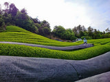 Azuma Tea Garden: "Kanoyama" - Matcha Cultivar Series Okumidori, Standard Ceremonial Grade 伊の山 - natsumiya.live