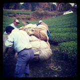 Azuma Tea Garden: Matcha Cultivar Series Kanaya Midori, Standard Ceremonial Grade - natsumiya.live