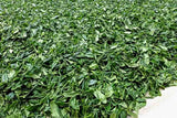 Bizenya: #02 Kohaku Platinum 21g - Sayama Green Oolong Tea 琥珀 手摘み - natsumiya.live