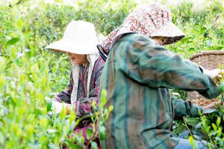 Bizenya: #03 Fukimukashi Blend - 2022 Imperial Handpicked Sayama Sencha 最高級手摘み煎茶 富貴昔 - natsumiya.live