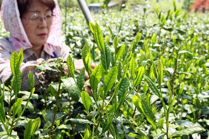Bizenya: #07 Shimizu Mukashi Blend - Handpicked Sayama Ichoucha Sencha 手摘み萎凋香煎茶 清水昔 - natsumiya.live