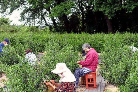 Bizenya: #09 Kohaku Platinum 21g - Okumusashi Single Cultivar Green Oolong Tea 琥珀 おくむさし - natsumiya.live