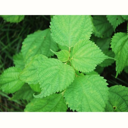 Chasandai: Ume Shiso Bancha (Plum & Perilla Green Tea Bags (5g x 8) - natsumiya.live