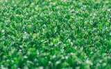 Chiyonoen Tea Garden #01: 2022 Mountain-Grown Single Cultivar Sencha, Saemidori さえみどり - natsumiya.live