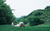 Chiyonoen Tea Garden #03: 2022 Mountain-Grown Single Cultivar Sencha, Yabukita やぶきた - natsumiya.live