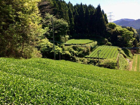 Chiyonoen Tea Garden #10: 2022 Mountain-Grown Yame Sencha, Yabukita 1955 - natsumiya.live