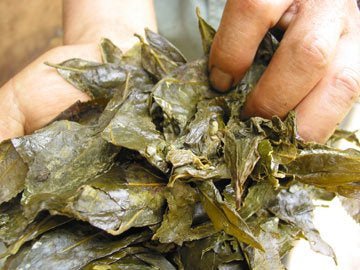 Goishicha from the Otoyo Town Goishicha Producer's Association 大豊町碁石茶協同組合 『本場の本物』碁石茶 - natsumiya.live