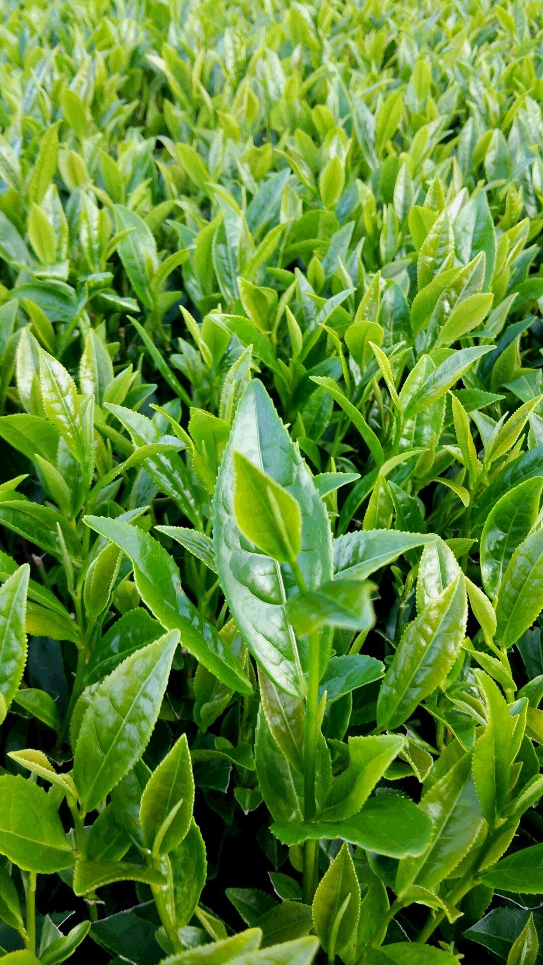 Hachimanjyu Yakushima Tea: 2022 Premium Spring Sencha Green Tea (Yabukita & Asatsuyu, Limited Quantity) 屋久島茶 有機緑茶 - natsumiya.live