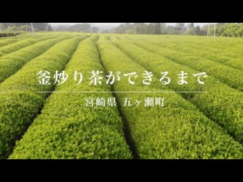 PREORDER available June 🍵 2026 #0485.M3 Miyazaki Sabou MY05: Naturally Grown Kamairicha Green Tea - Takachiho Single Cultivar