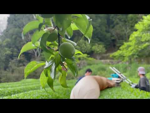 Kajihara Tea Garden