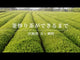 #0498.M3 Miyazaki Sabou MY21: Organic Kamairicha Green Tea - Handpicked, Tsuyuhikari Single Cultivar (Discontinued in 2025)