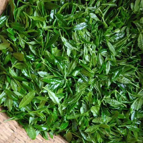 Teal leaf hand picking Kuma Tea Garden: Yamecha Saemidori Heritage Grade Gyokuro Tenkaichi - 71st All Japan Tea Competition Grand Prize Winning Garden - natsumiya.live 