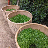 Teal leaf hand picking Kuma Tea Garden: Yamecha Saemidori Heritage Grade Gyokuro Tenkaichi - 71st All Japan Tea Competition Grand Prize Winning Garden - natsumiya.live 