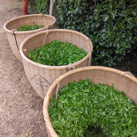 Teal leaf hand picking Kuma Tea Garden: Yamecha Saemidori Heritage Grade Gyokuro Tenkaichi - 71st All Japan Tea Competition Grand Prize Winning Garden - natsumiya.live 