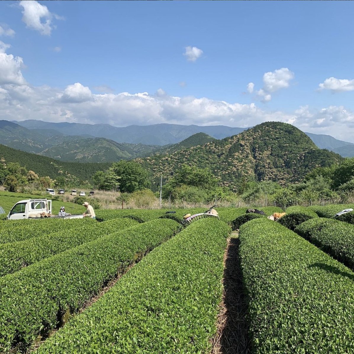 #0615.N3：天日干し釜炒り茶（浅煎り）｜みとちゃ農園