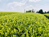 Kaneroku Matsumoto Tea Garden: 2022 Shincha - Limited Edition - Premium 特上新茶 - natsumiya.live
