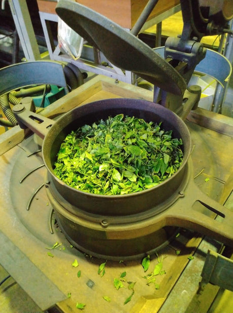 Kanes Tea: 2022 First Flush Black Tea Wakocha, Makinohara-wase Single Cultivar - natsumiya.live