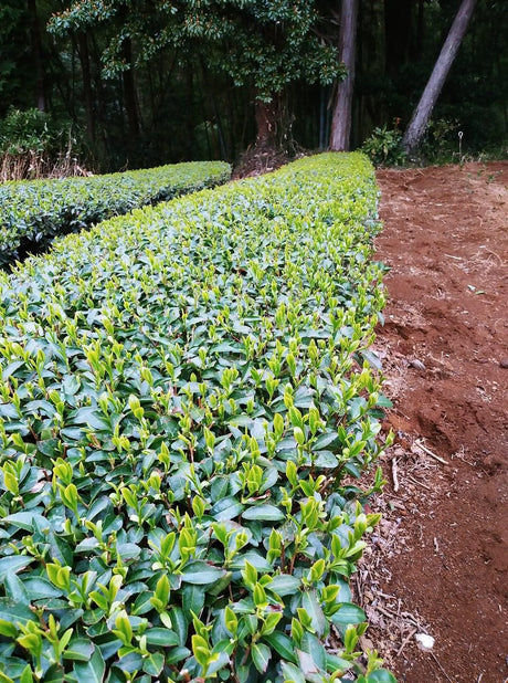 Kanes Tea: 2022 First Flush Black Tea Wakocha, Makinohara-wase Single Cultivar - natsumiya.live