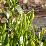 Kanes Tea: 2022 Handpicked First Flush Black Tea Wakocha, Shoushun Single Cultivar - natsumiya.live